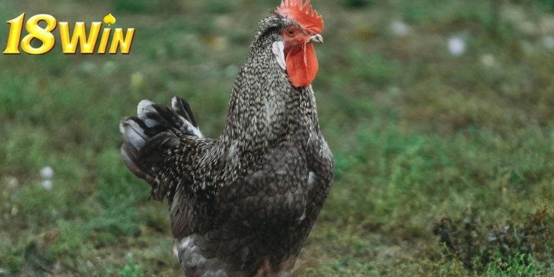 Khi tham gia đá gà 18win người chơi có thể cược theo kết quả trận đấu